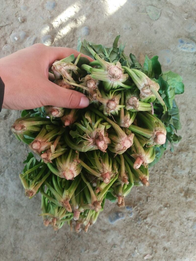 大叶菠菜25~30厘米