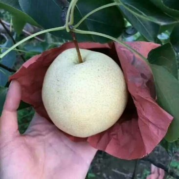 酥梨纸箱