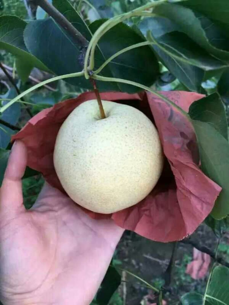 酥梨纸箱