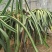 红心火龙果苗10~20成苗