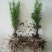 红豆杉苗40~50cm
