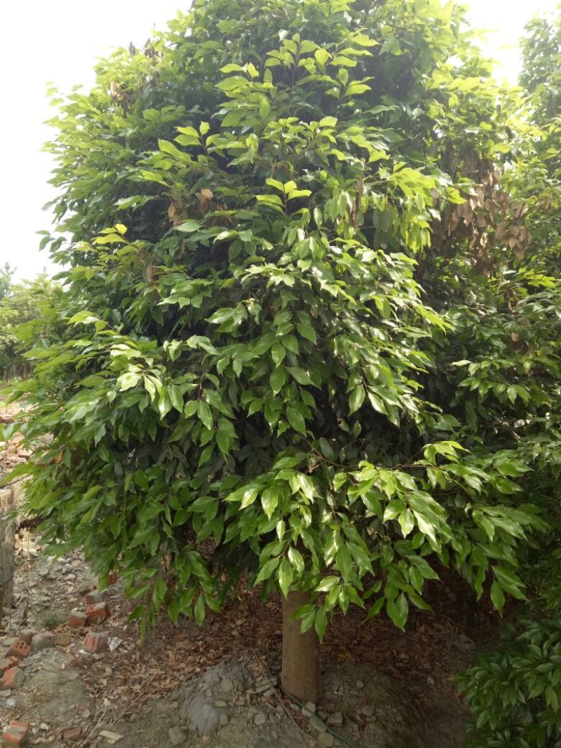 天竺桂