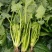 大叶菠菜25~30厘米