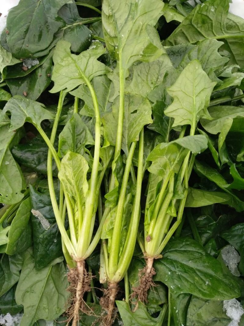 大叶菠菜25~30厘米