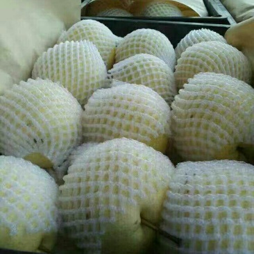 砀山梨200~250g纸袋