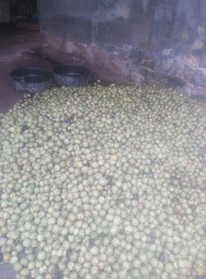 香玲核桃去皮干