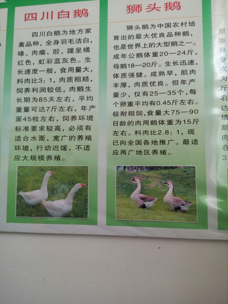狮头鹅苗250g以下