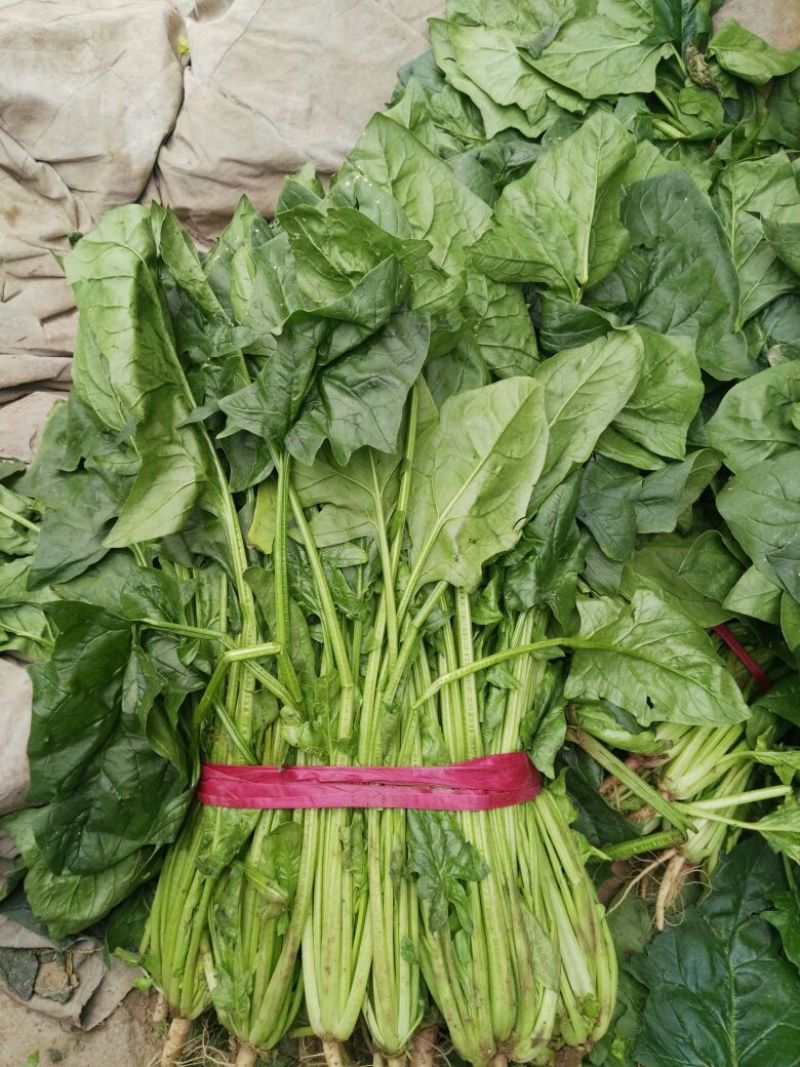 大叶菠菜30~35厘米