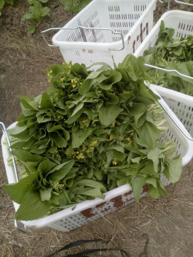白菜苔15~20厘米