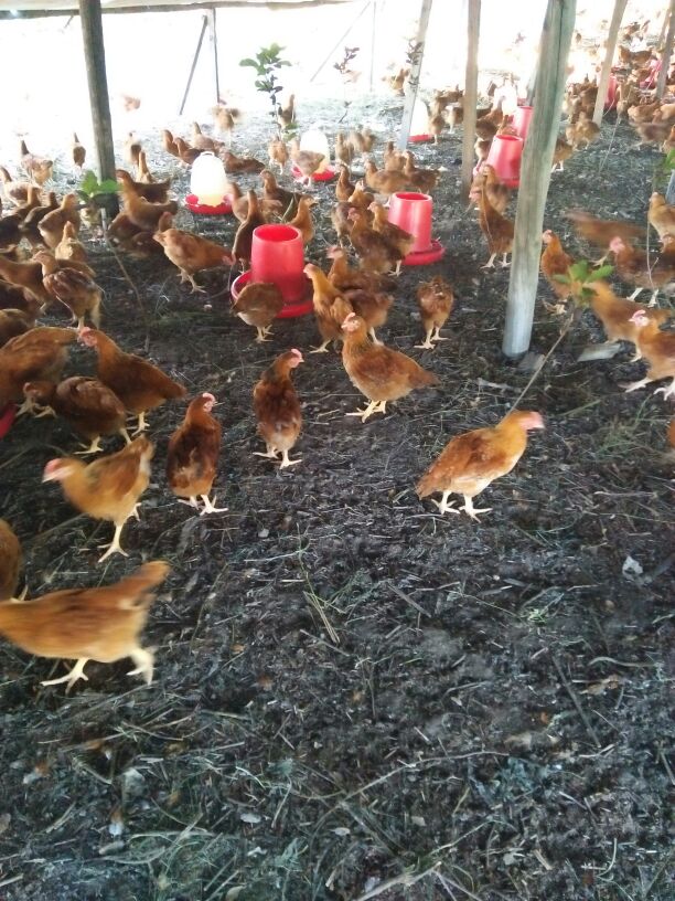 吉林长春市宽城区红公鸡苗 1斤以上批发_杨立