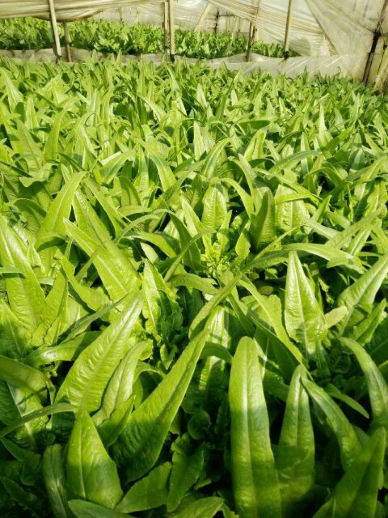 油麦菜25~30厘米以上精品高山云南大棚油麦菜，质量非
