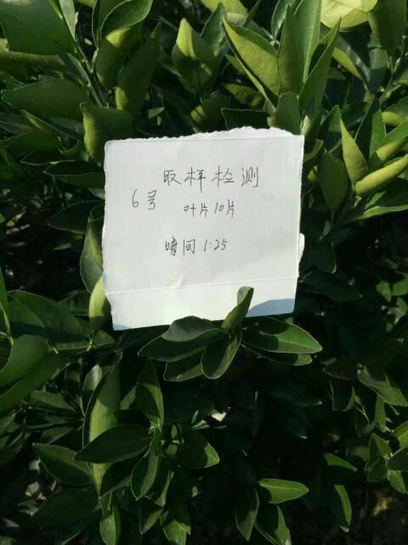 正宗赣南纽荷尔脐橙树苗无毒区培育地苗杯苗技术供应