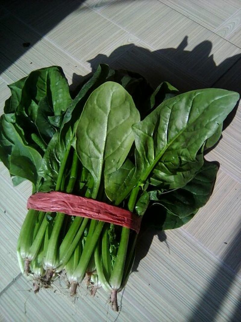 名门菠菜20~25厘米