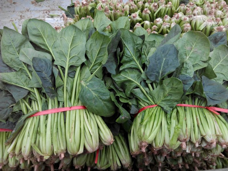 金乡大叶菠菜专业代收
