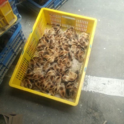 江西景德镇市乐平市鸡苗 1斤以下批发_胡强供