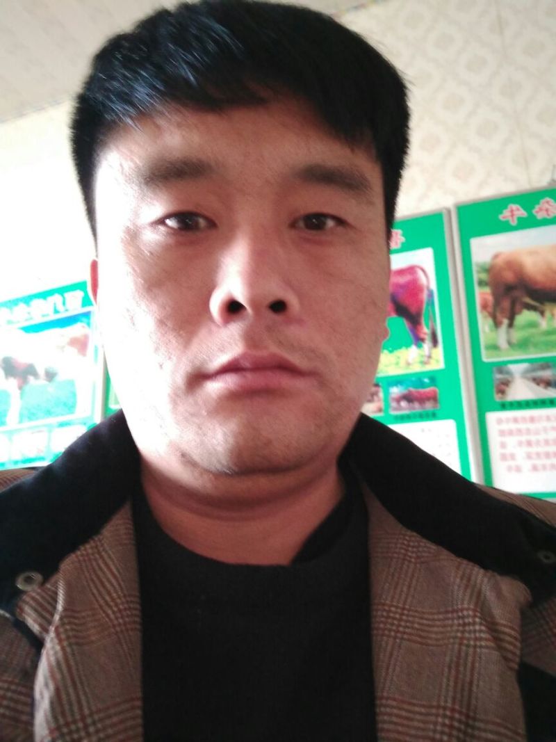 西门塔尔牛200~300斤