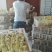 鹅苗250g以下