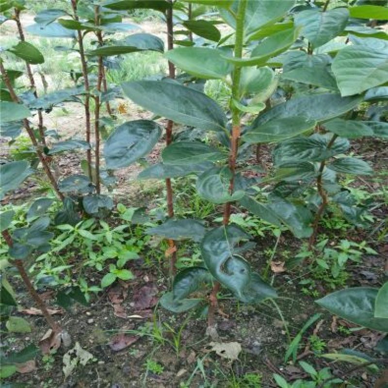 柿子甜柿合柿牛心柿树苗50~80cm