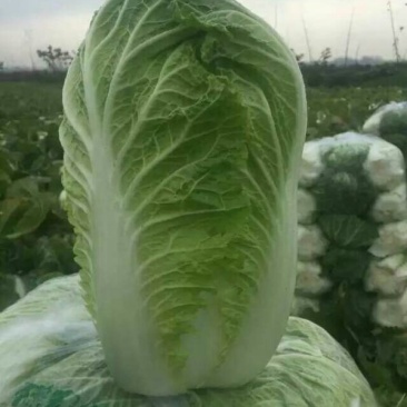 青杂三号白菜4~6斤净菜