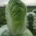 青杂三号白菜4~6斤净菜