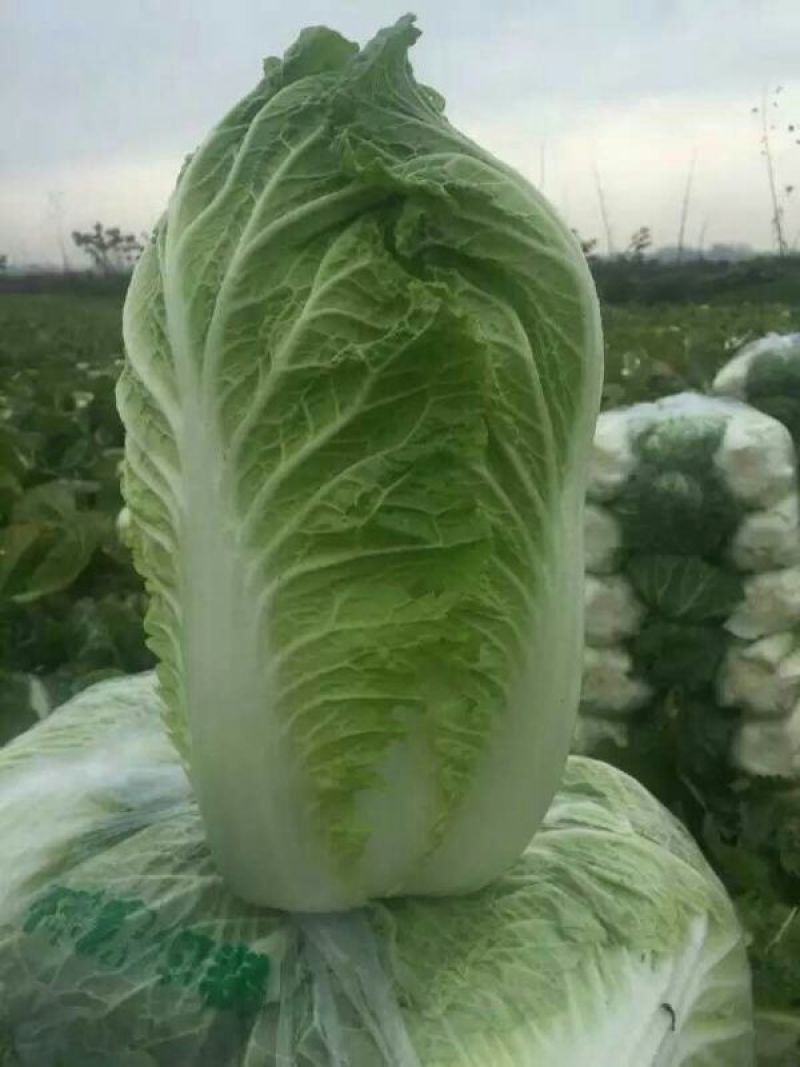青杂三号白菜4~6斤净菜