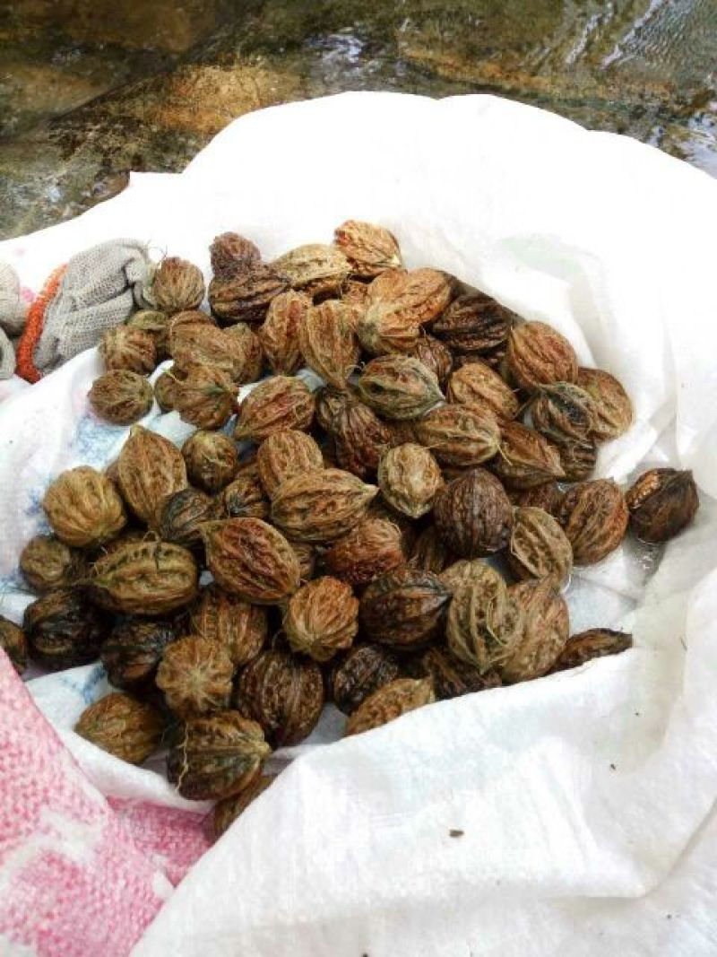 铁核桃30mm以上去皮