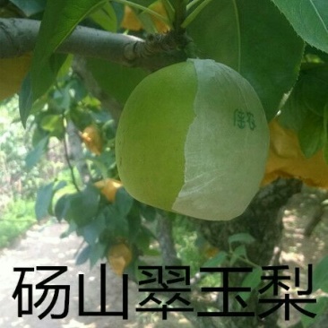 翠玉梨300~350g纸袋
