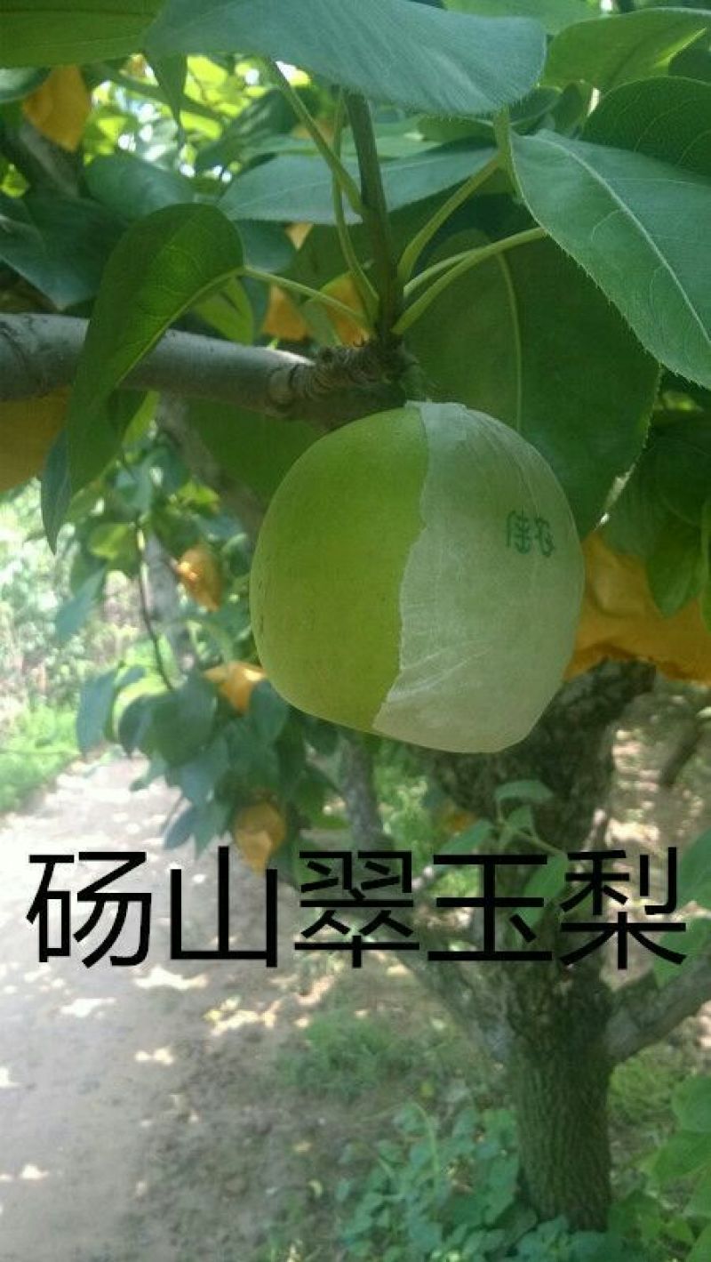 翠玉梨300~350g纸袋