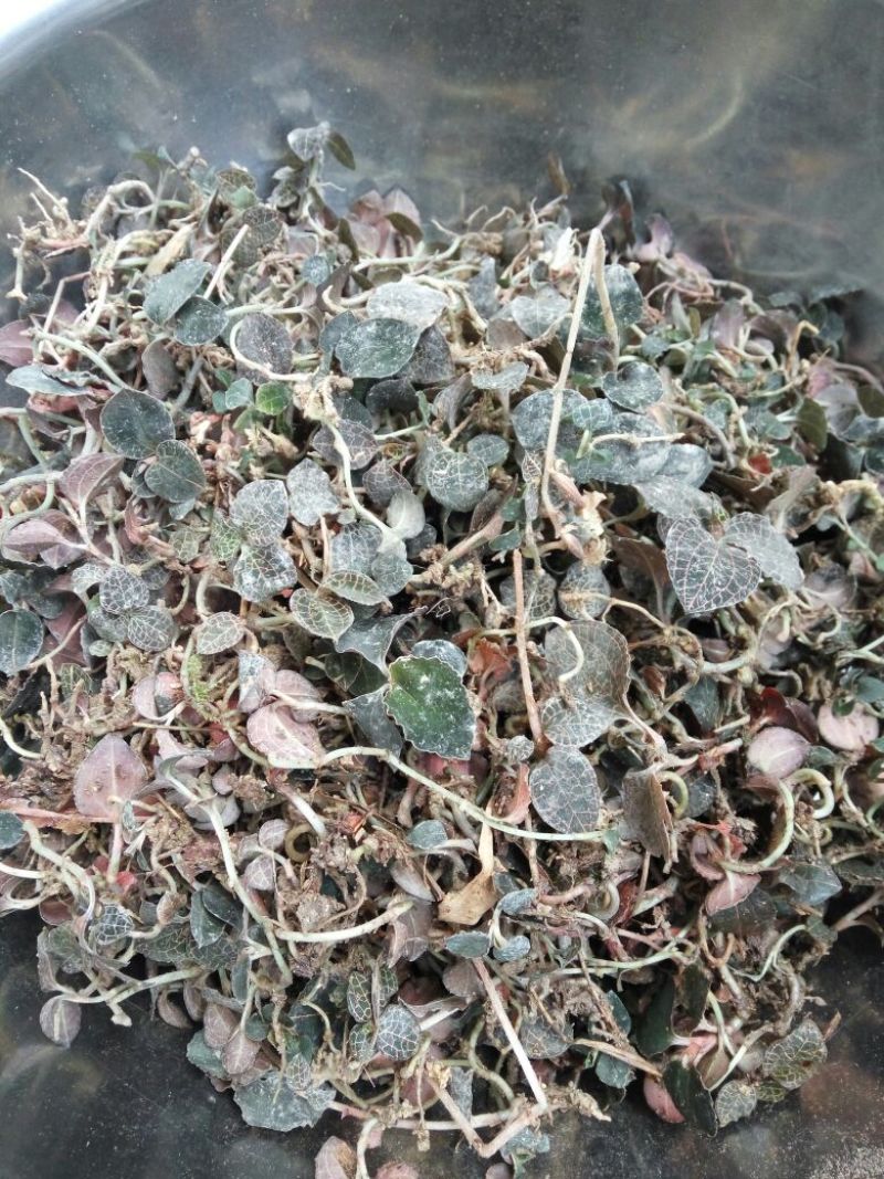 金线莲鲜货