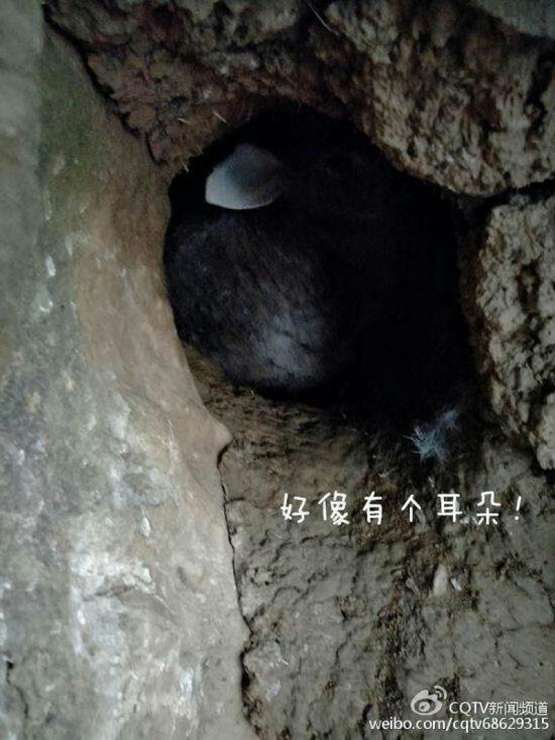 杂交野兔3~5