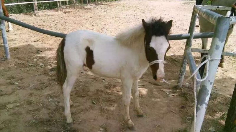 矮马
