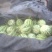 花蕾1号甜瓜0.5斤以上