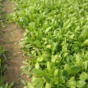 越冬菠菜15~20厘米