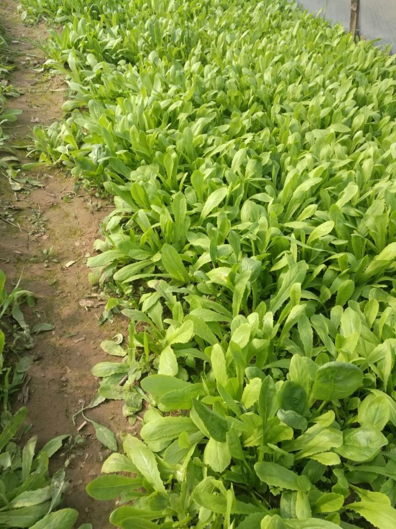 越冬菠菜15~20厘米