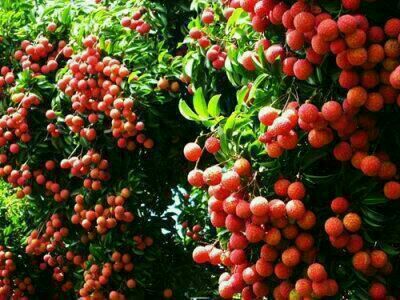 荔枝广西钦州市灵山县_批发_供应-一亩田农业