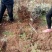 山楂苗80cm以上