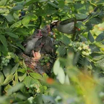 园蓝蓝莓2~4mm以上