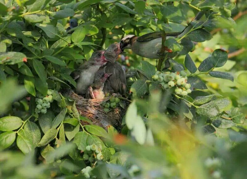 园蓝蓝莓2~4mm以上