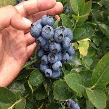 南高丛蓝莓鲜果12~14mm以上