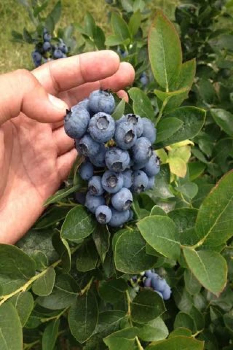 南高丛蓝莓鲜果12~14mm以上