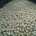 砀山梨250~300g光果