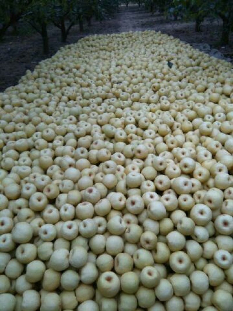 砀山梨250~300g光果