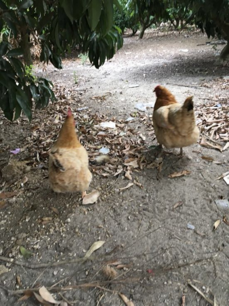 土鸡蛋