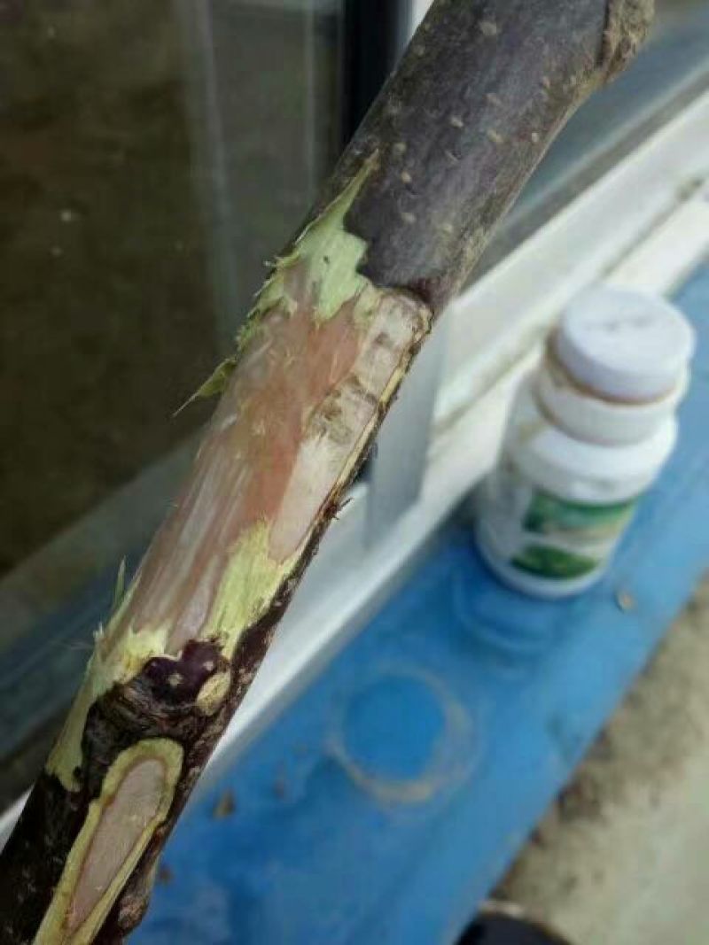 嫁接红肉苹果树苗0.8以上的红肉苹果