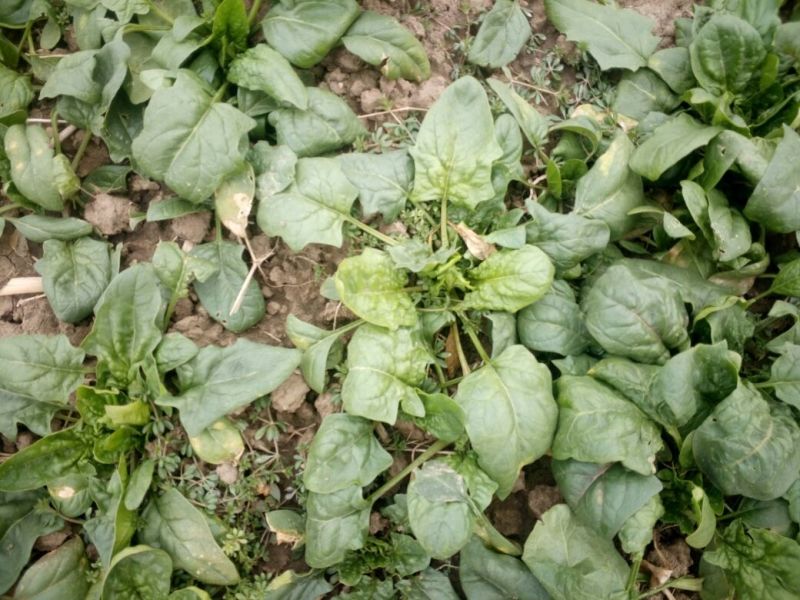 大叶菠菜10~15厘米