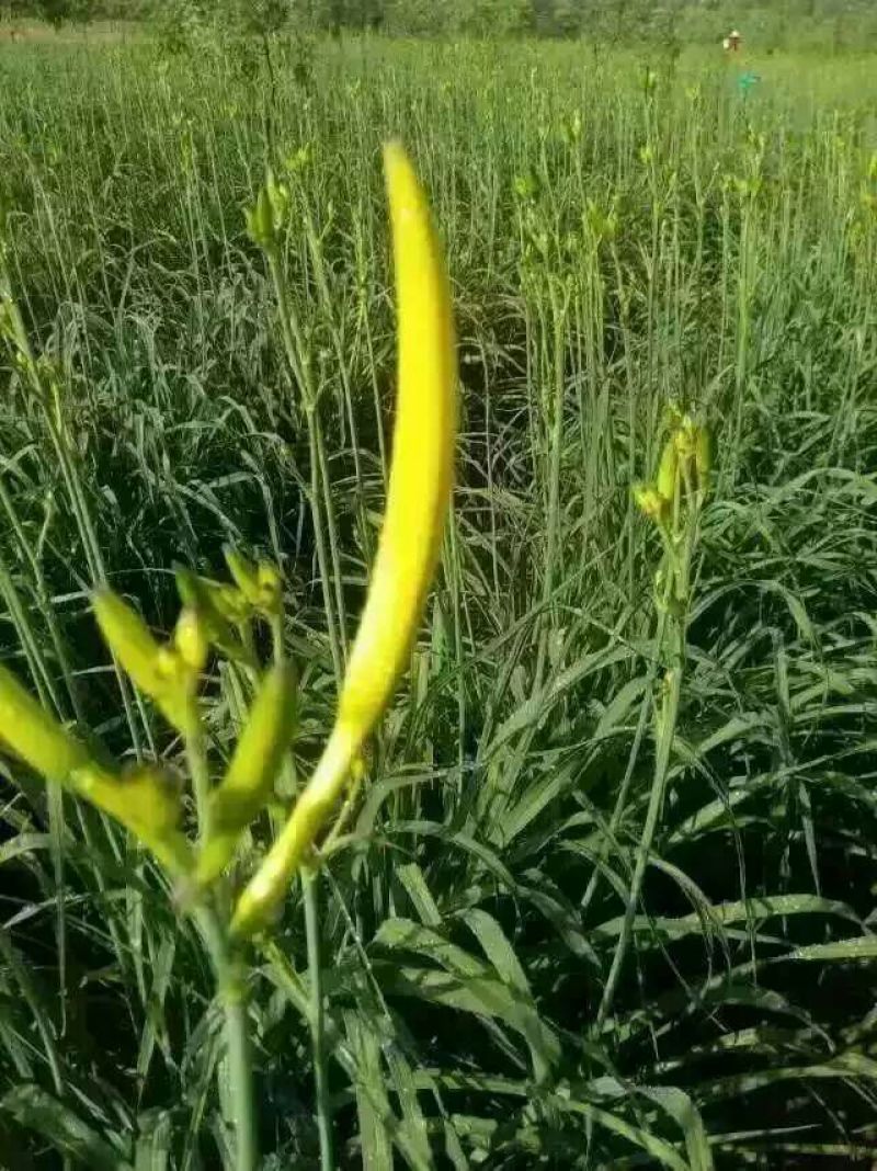 黄花菜金针菜产地直供万亩菜地大量有货，干湿同收散装一级
