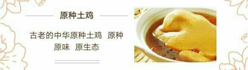 固始土鸡