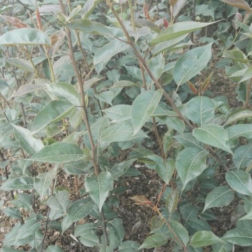 梨树苗0.8~3cm100~150cm