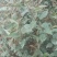梨树苗0.8~3cm100~150cm