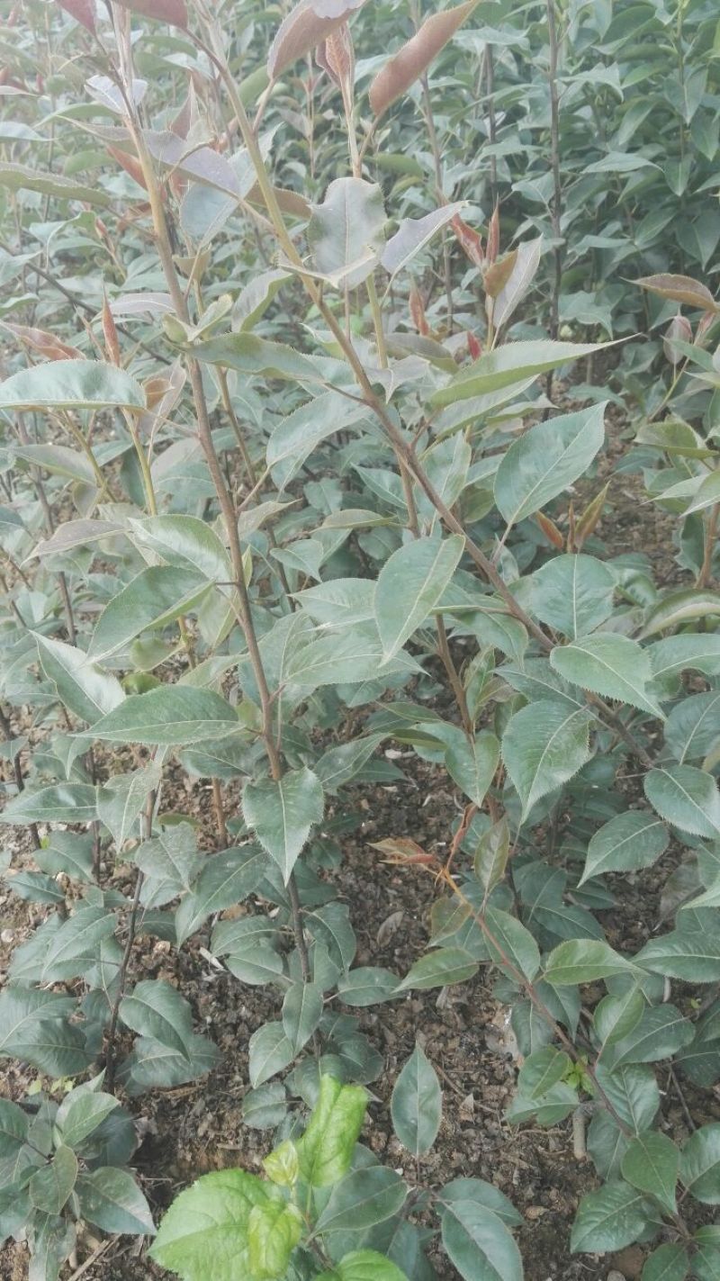梨树苗0.8~3cm100~150cm